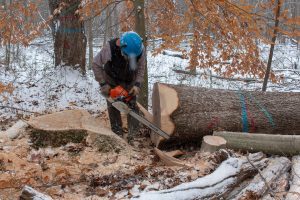 A Forester trimming a freshly cut tree for wood harvesting.