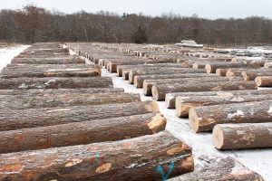 An acres-long row of cut lumber in rural Michigan. Post Hardwoods is on eof the premier logging companies in Michigan.