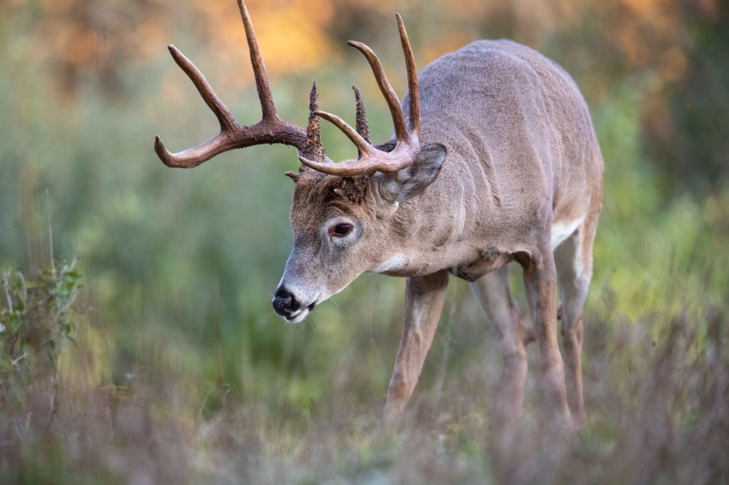 Tree harvesting can greatly improve the health of white-tailed deer.